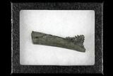 Bizarre Edestus Shark Tooth In Jaw Section - Carboniferous #130854-2